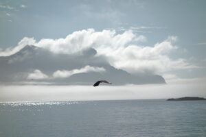 Hello from Lofoten in Norwegen 01: Seeadler und Trollfjord